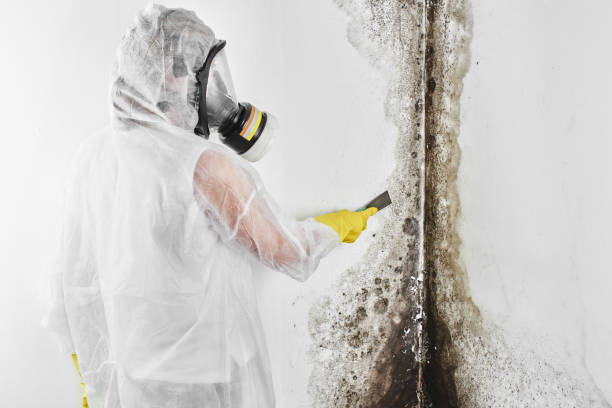 Best Fast Mold Removal  in Flanders, NJ
