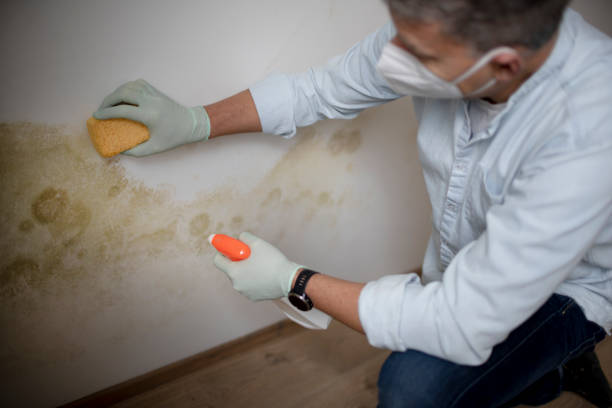 Best Mold Damage Repair  in Flanders, NJ