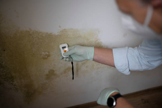 Best Office Mold Removal Services  in Flanders, NJ