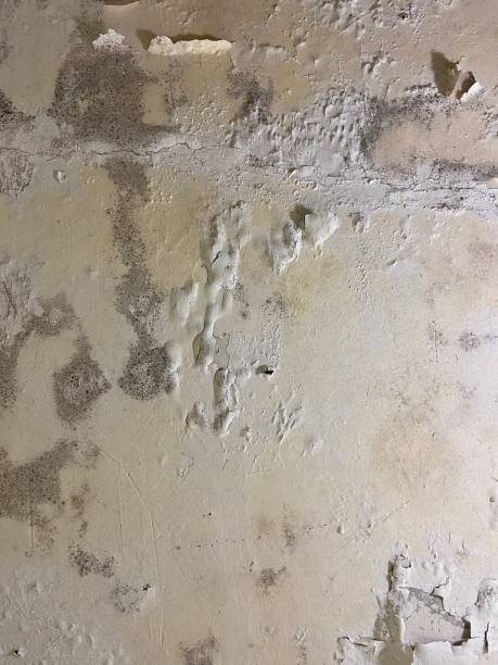 Best Mold Remediation  in Flanders, NJ