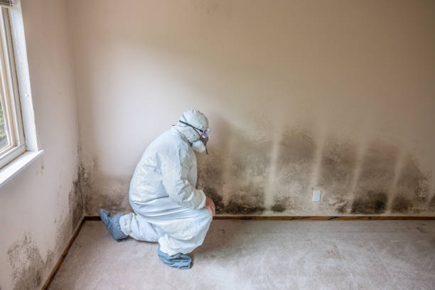 Best Attic Mold Removal  in Flanders, NJ