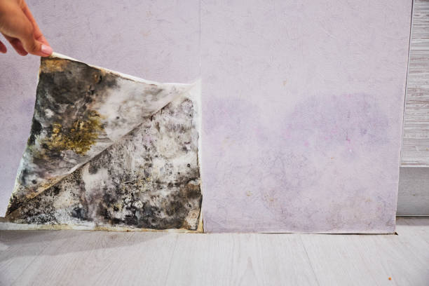Best Emergency Mold Removal  in Flanders, NJ